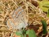 Polyommatus icarus